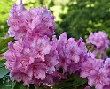 Rhododendron 8T97D-08